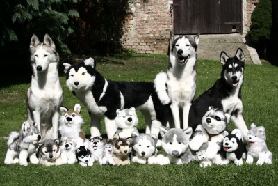 All_company.jpg