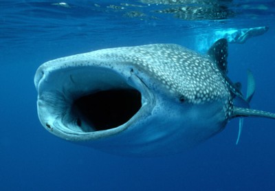 1-whale-shark.jpg