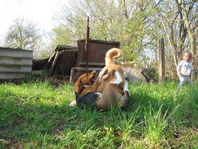 Další hrátký psů tentokrát ústně ....možná příprava...