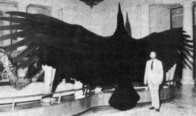 argentavis magnificens.jpg
