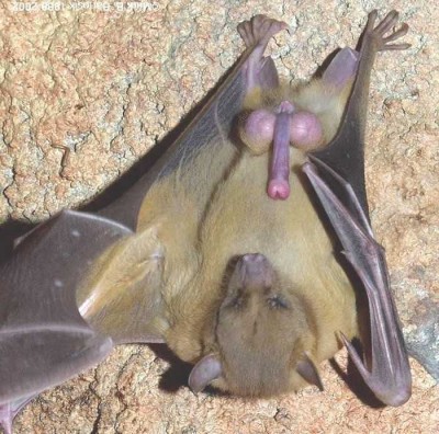 batman-au-reveil110_1.JPG