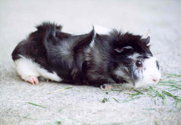 chlupina01.jpg
